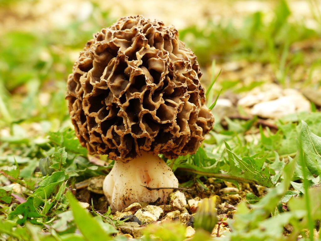 Morel Mushroom