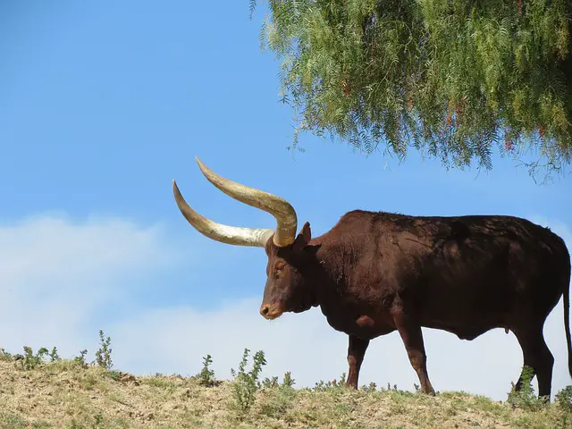 Texas Longhorn cattle in san diego zoo,