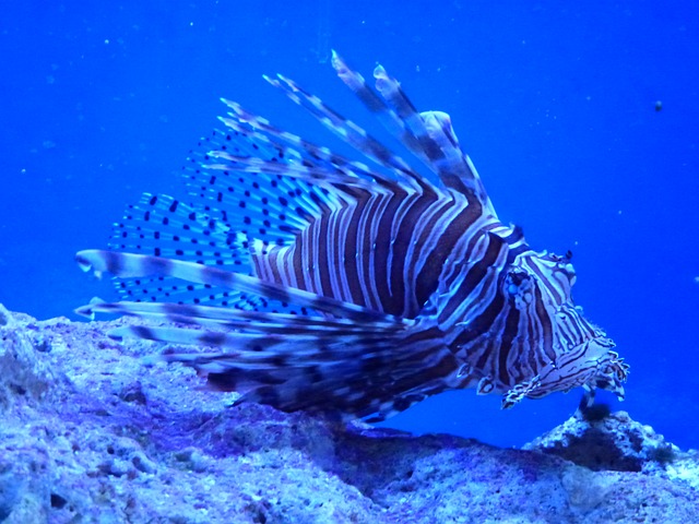 key largo snorkeling