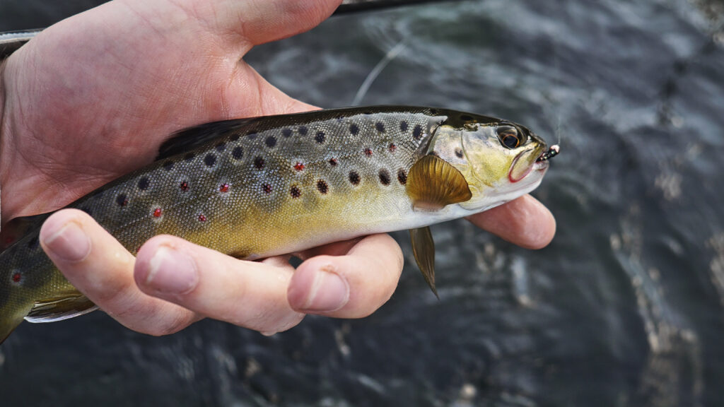 This fish was caught on my home water when I was trying some new areas.