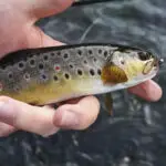 This fish was caught on my home water when I was trying some new areas.