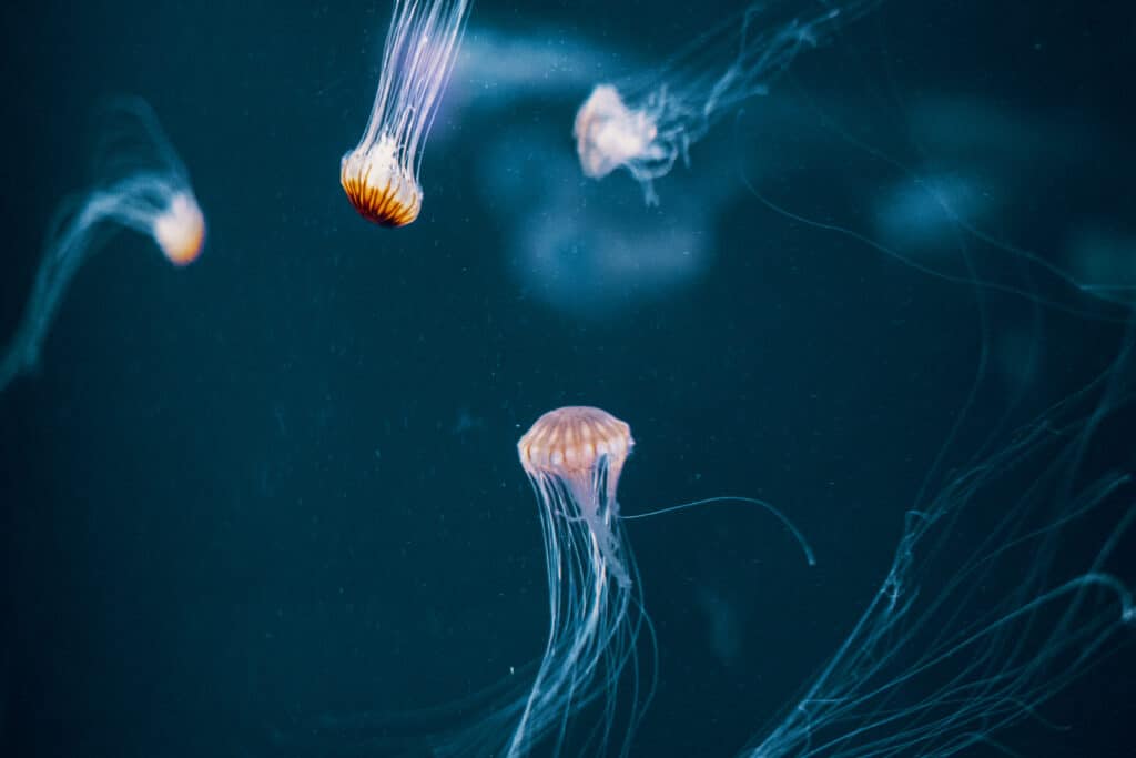 SEA LIFE Centre London Aquarium tour