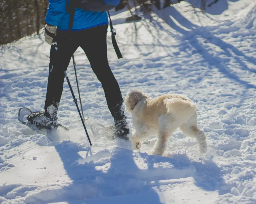 snowshoeing with dog