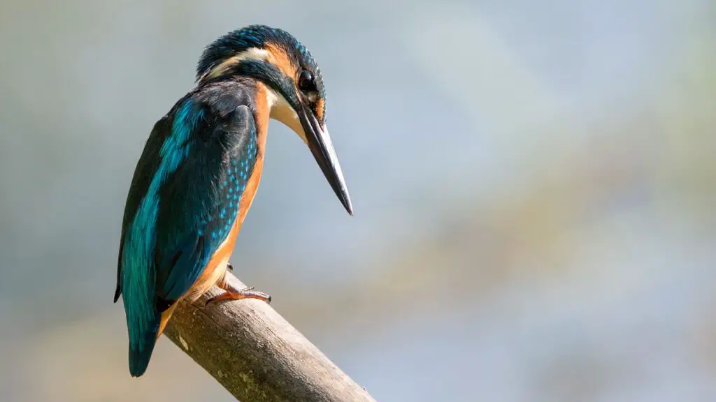 Birdwatching - kingfisher