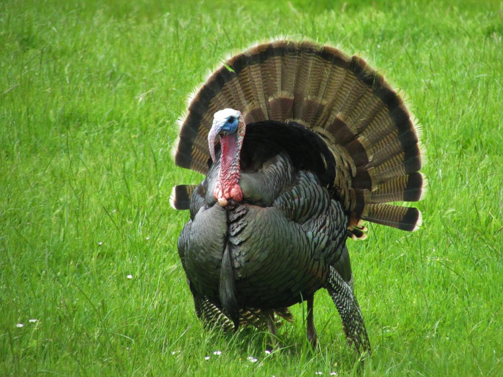 Wild Turkey in Wildlife Safari Oregon