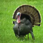 Wild Turkey in Wildlife Safari Oregon