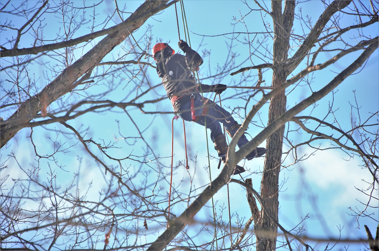 Tree Climbing Spikes