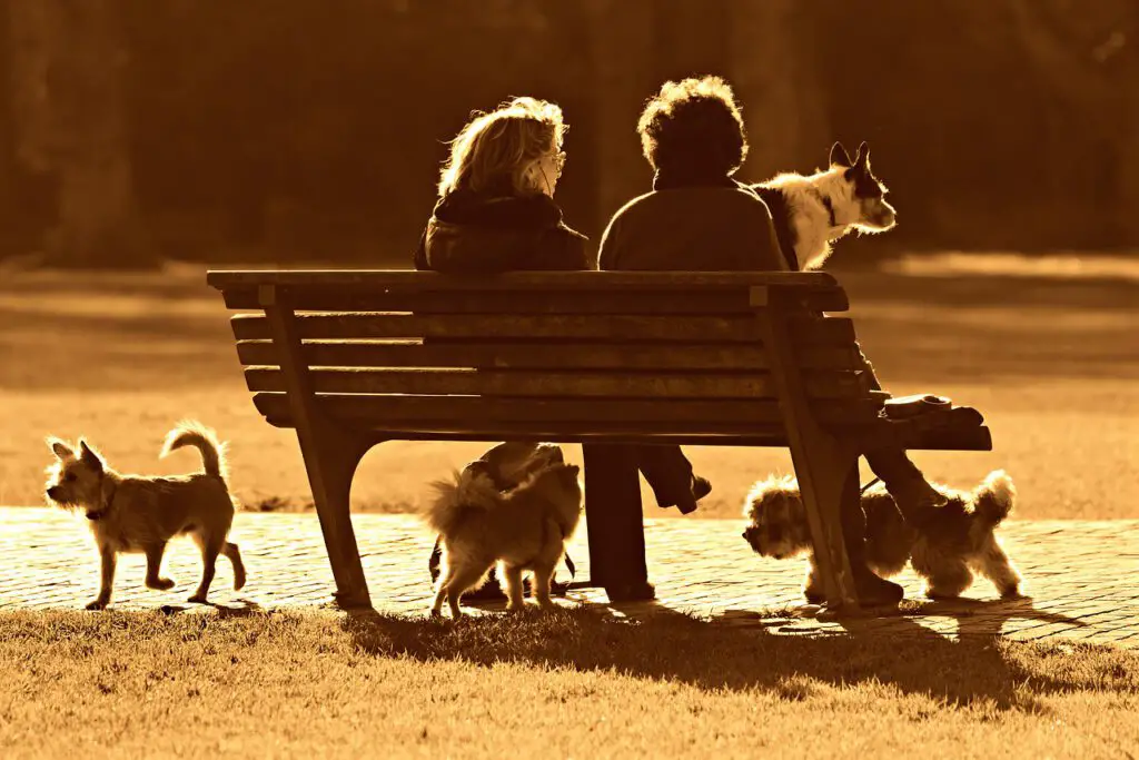people, woman, sitting in Dog Park