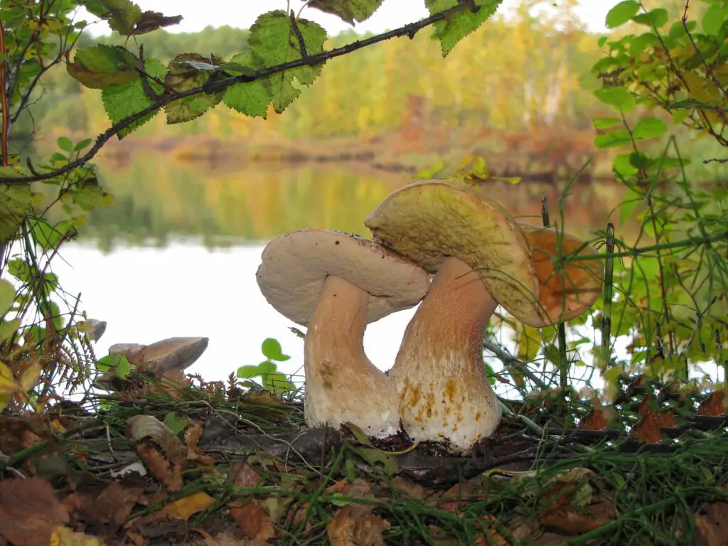 White Mushroom Hunting