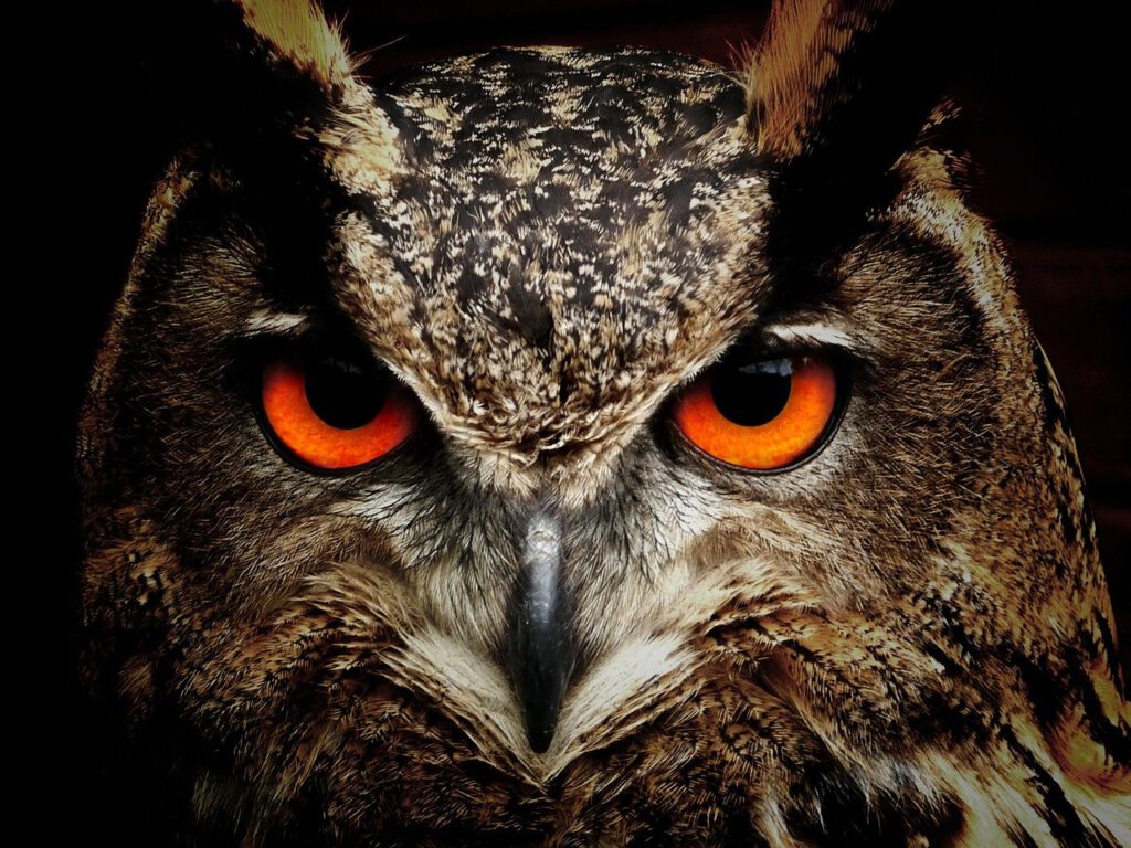 owl