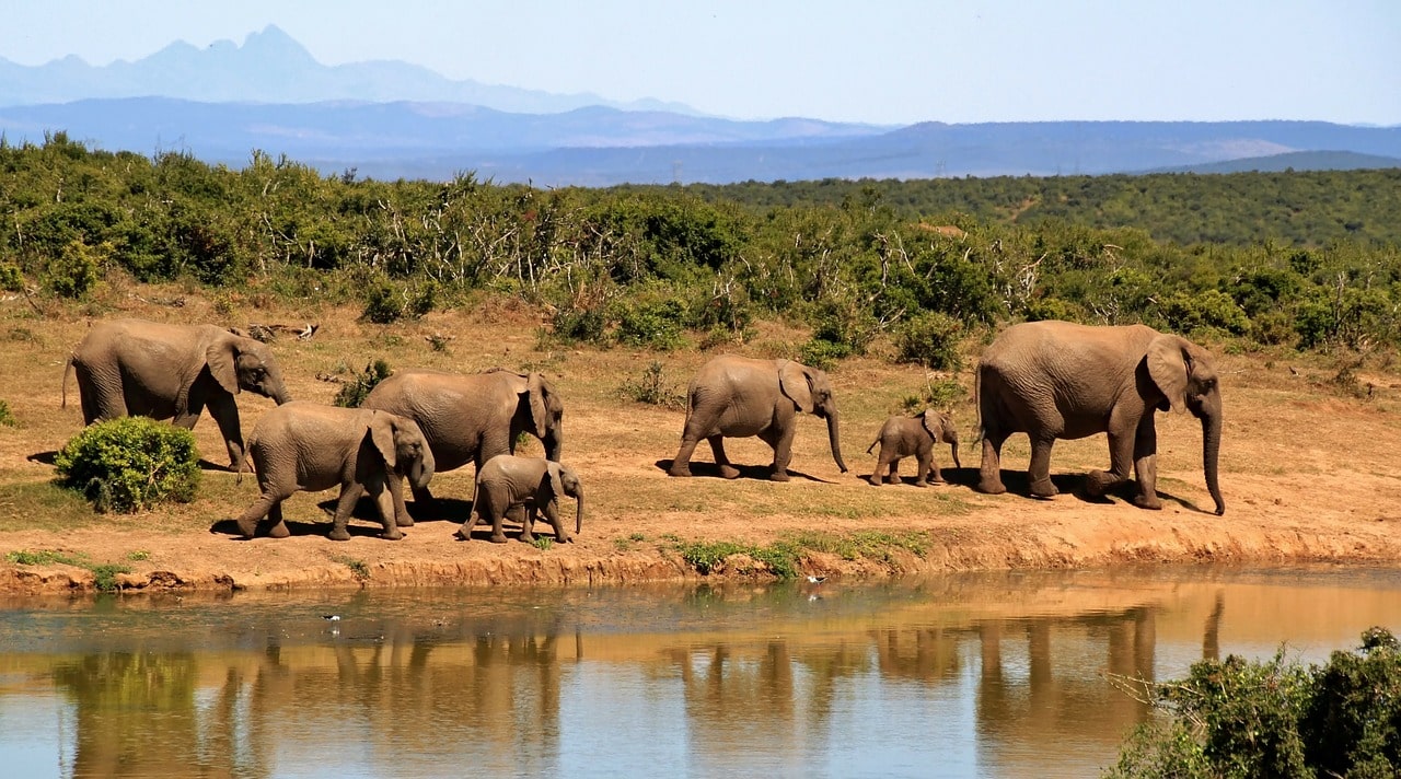 African Safari