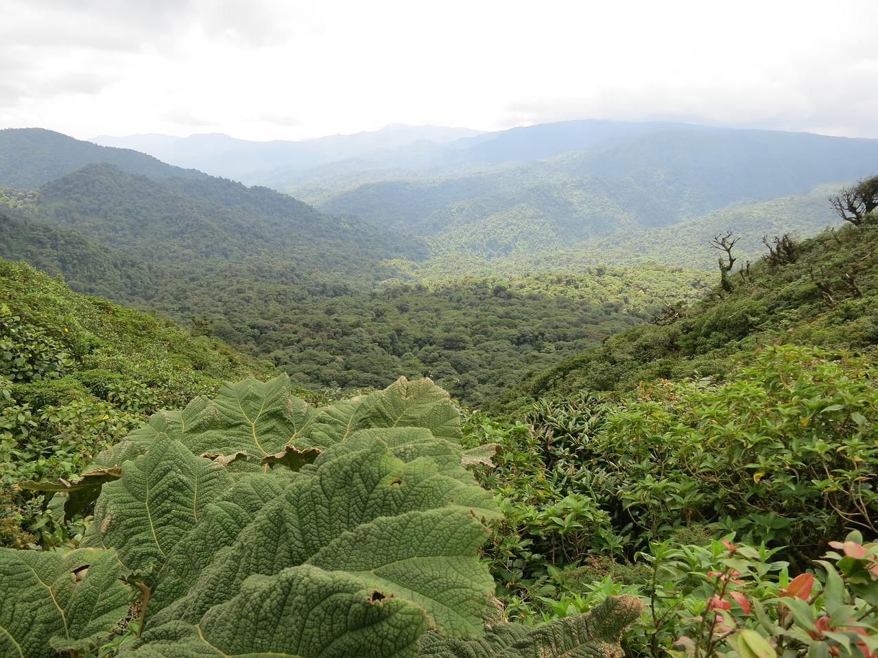 costa rica, monteverde, jungle