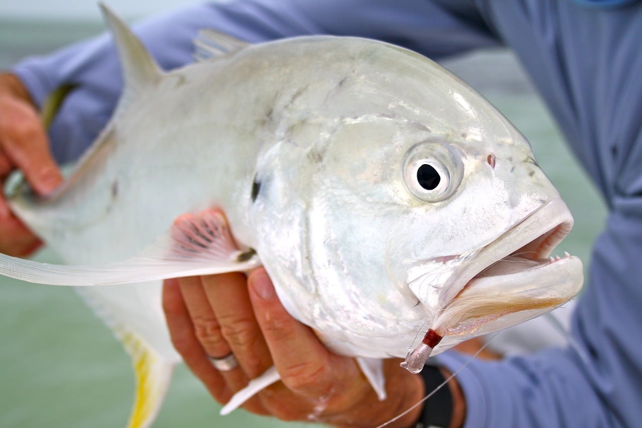 key west, florida, fishing