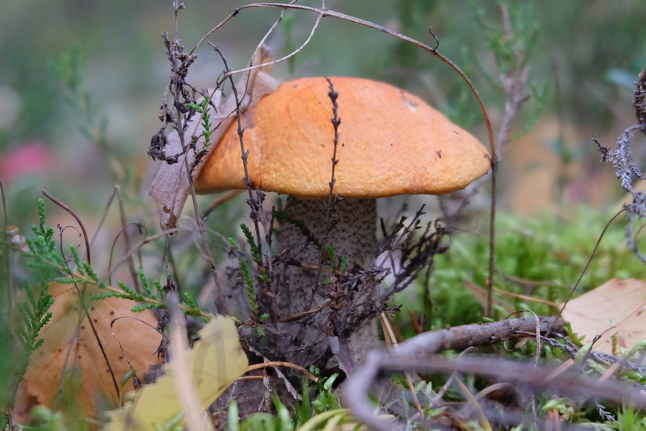 Mushroom Hunting