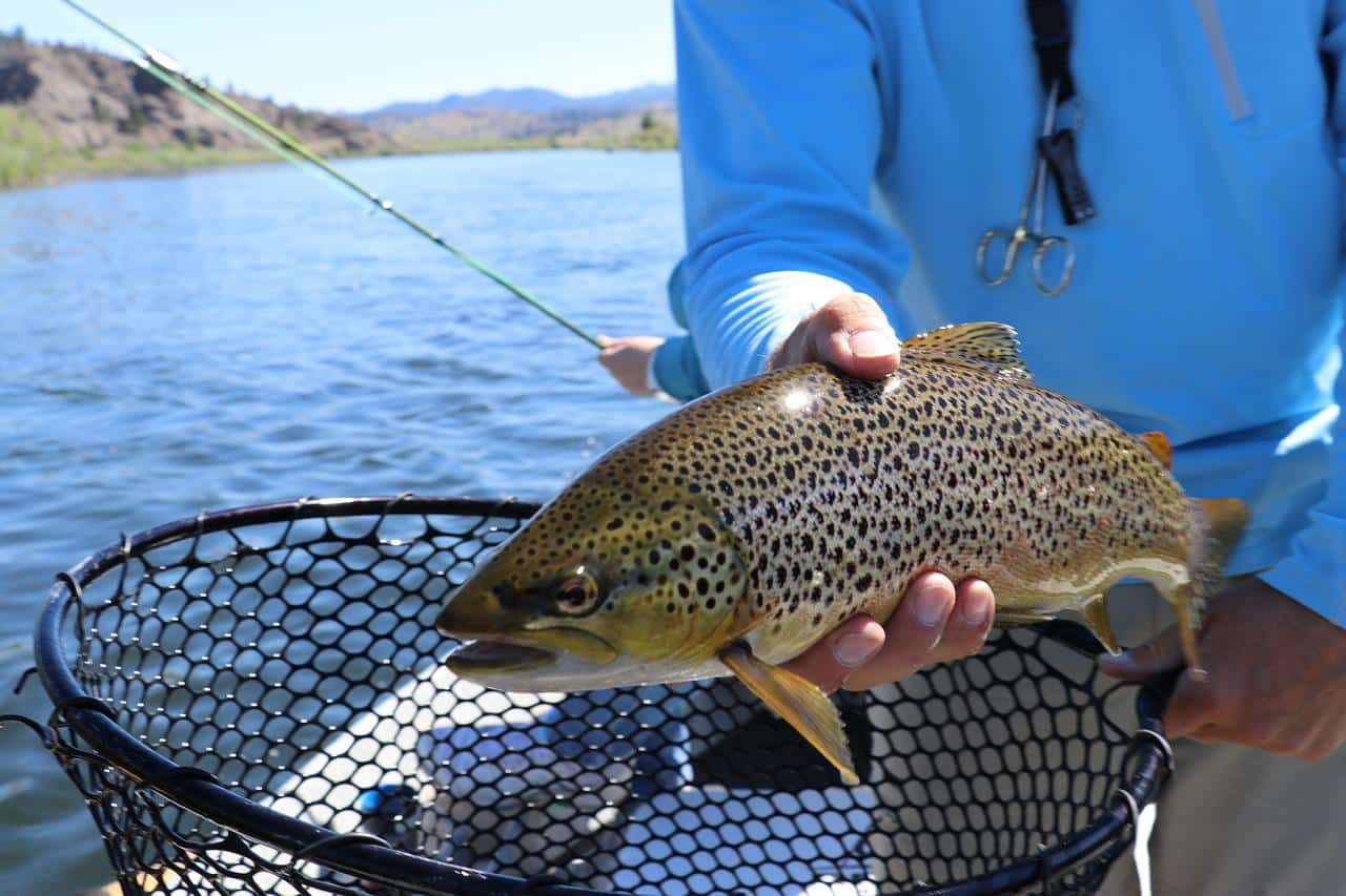 Trouts fly fishing