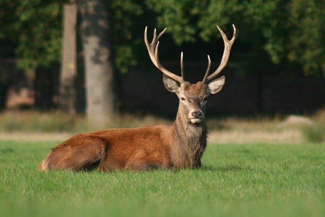 When Is Deer Hunting Season? All the Tips You Need to Know!