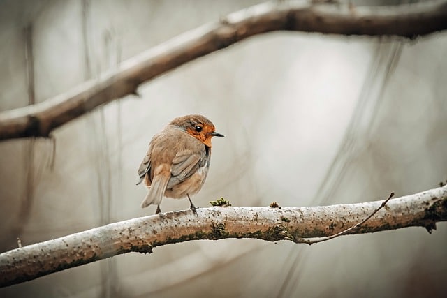 How Can You Capture Amazing Birdwatching Photos with Cameras?