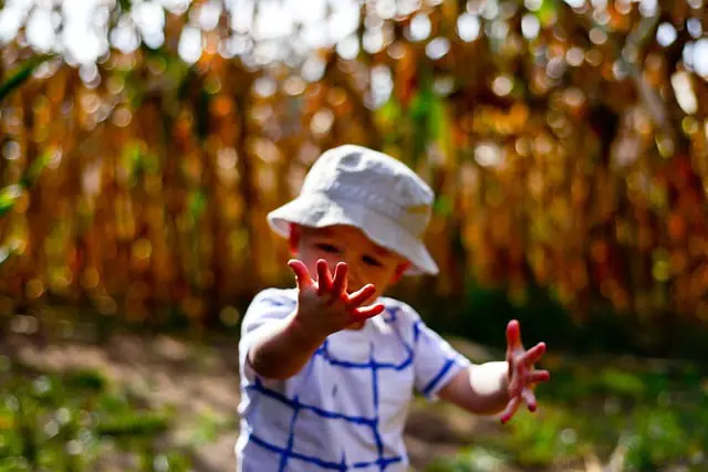 An Awe-Inspiring Corn Maze Adventure Awaits at Verona, Wisconsin
