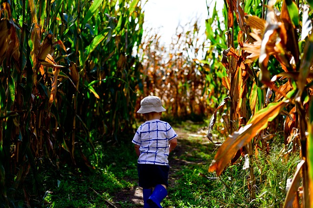 The Amazing Adventures Awaiting in Exeter Corn Maze!