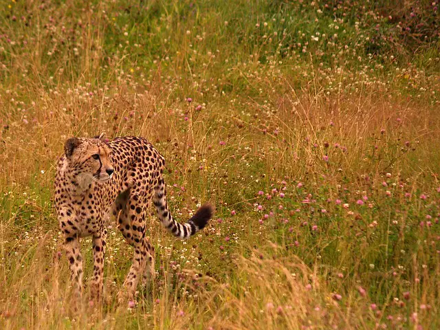 How Do Cheetahs Hunt? A Comprehensive Guide