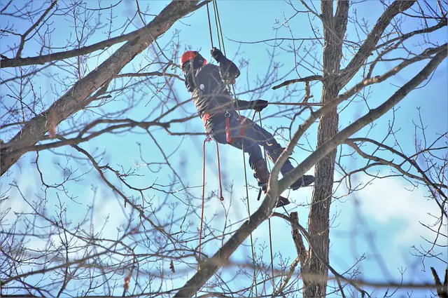 What Are the Benefits of Tree Climbing Boots?