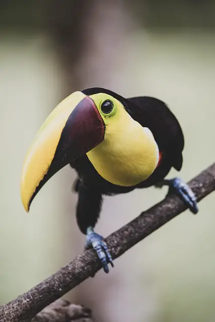 Exploring Costa Rica’s Birding Hotspots for Unforgettable Birdwatching Experiences