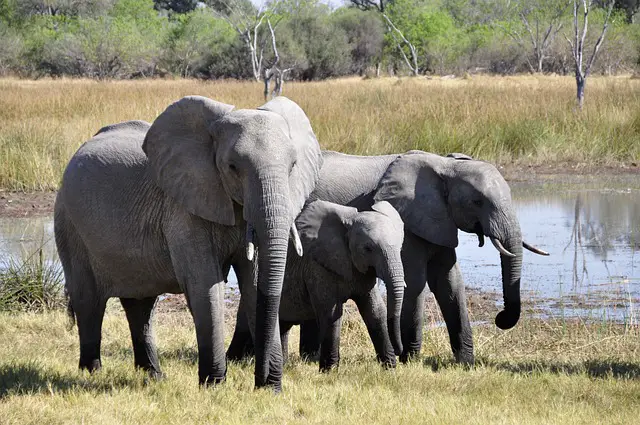 Exploring the Wonders of the Elephant Safari Park Lodge