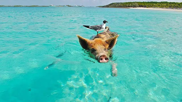 The Utterly Unusual Adventure: Swimming with Pigs