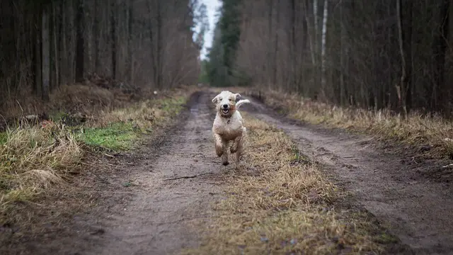 Exploring the Off-Leash Dog Park in Bellevue: An Unleashed Adventure for Your Furry Friends