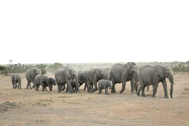 Surviving Elephant Charges: An Unforgettable Safari Adventure