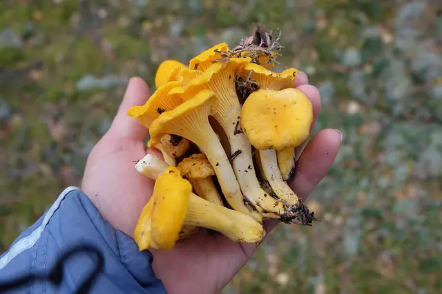 Exploring the Enchanting World of Mushroom Hunting in Indiana