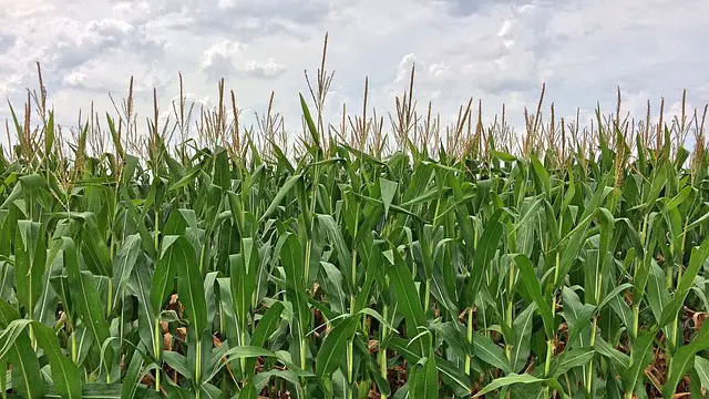 A Magical Journey through the Vermont Corn Maze
