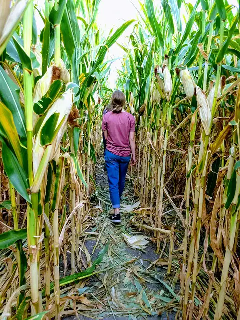 Experiencing the Magic of Autumn: Tom’s Corn Maze Adventure