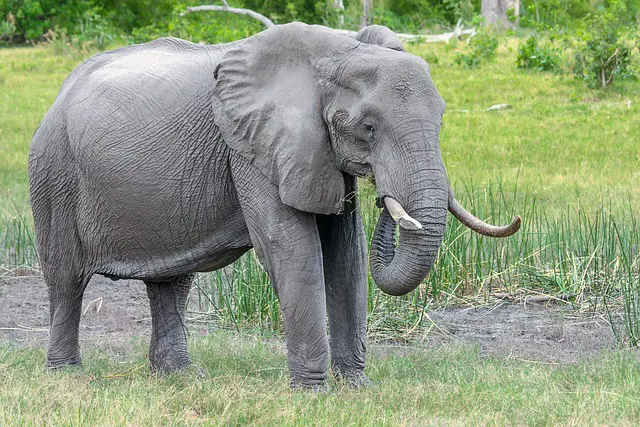 The Breathtaking Experience of a Botswana Elephant Safari