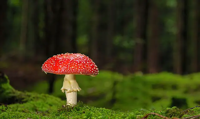 An Ultimate Guide to Oregon Mushroom Hunting