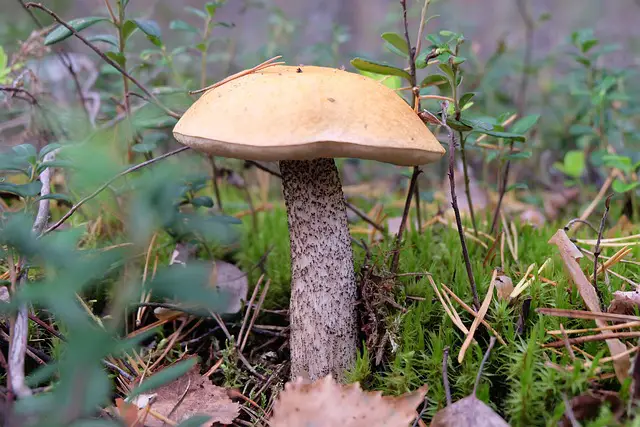 Mushroom Hunting in Wisconsin: A Love Affair with the Forest Floor