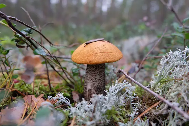 Exploring Mystical Michigan: Unveiling the Hidden Gems of Mushroom Hunting Locations