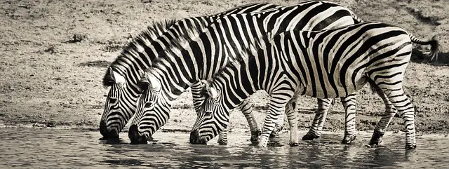 The Magic of Wildlife Safari Parks: Adventures Beyond the Ordinary