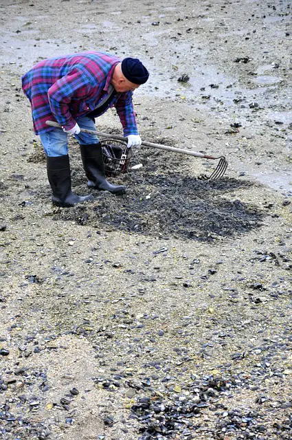 The Stellar Art of Clam Digging at Birch Bay