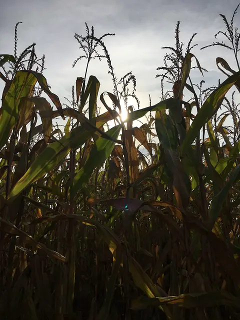 Unraveling the Fun at the Liberty Corn Maze