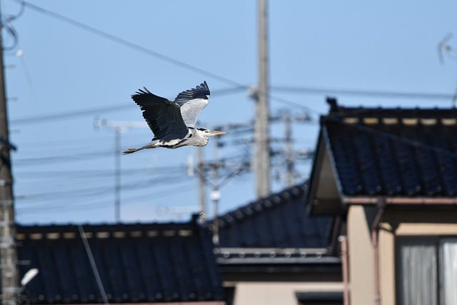 Embarking on an Avian Adventure: Birdwatching in Japan