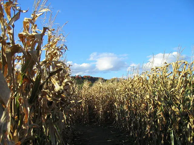 Unlocking A-Maizing Fall Fun at Uncle Shucks Corn Maze