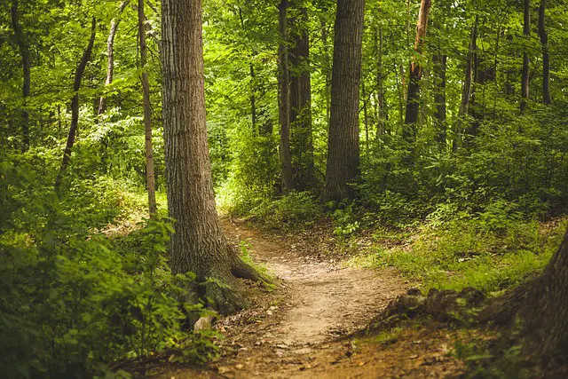 Unraveling the Trails: What is a Fitness Trail?