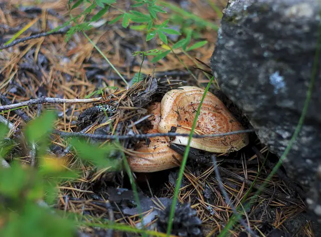 Ohio Mushroom Hunting: A Fantastic Outdoor Activity
