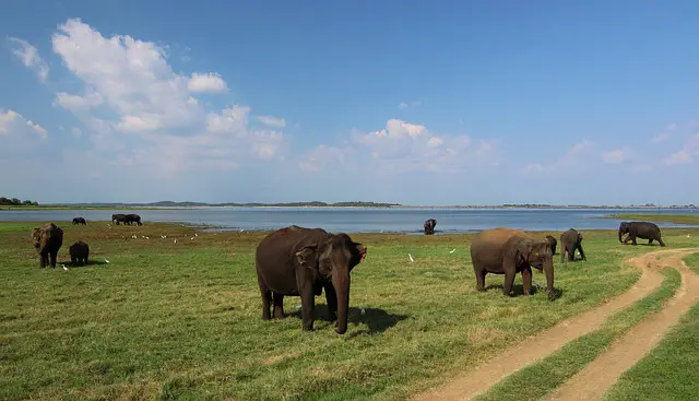 Experience the Majestic Wild: An Elephant Safari in Sri Lanka