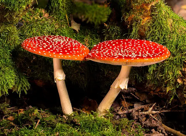 A Comprehensive Guide to Psychedelic Mushroom Hunting in Colorado
