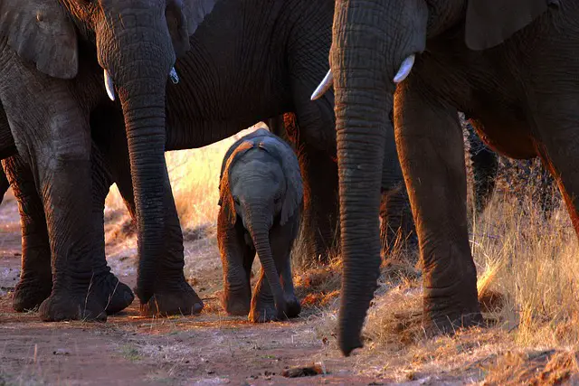 Experience the Majestic Elephants at the Dera Amer Elephant Safari